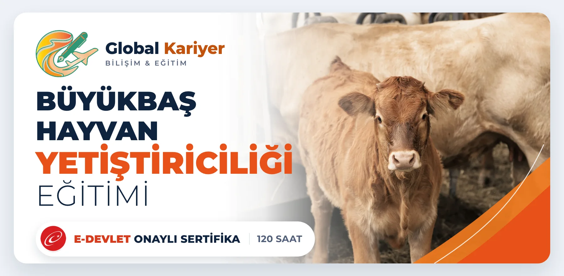 Büyükbaş Hayvan Yetiştiriciliği Eğitimi — e-Devlet onaylı sertifika programı