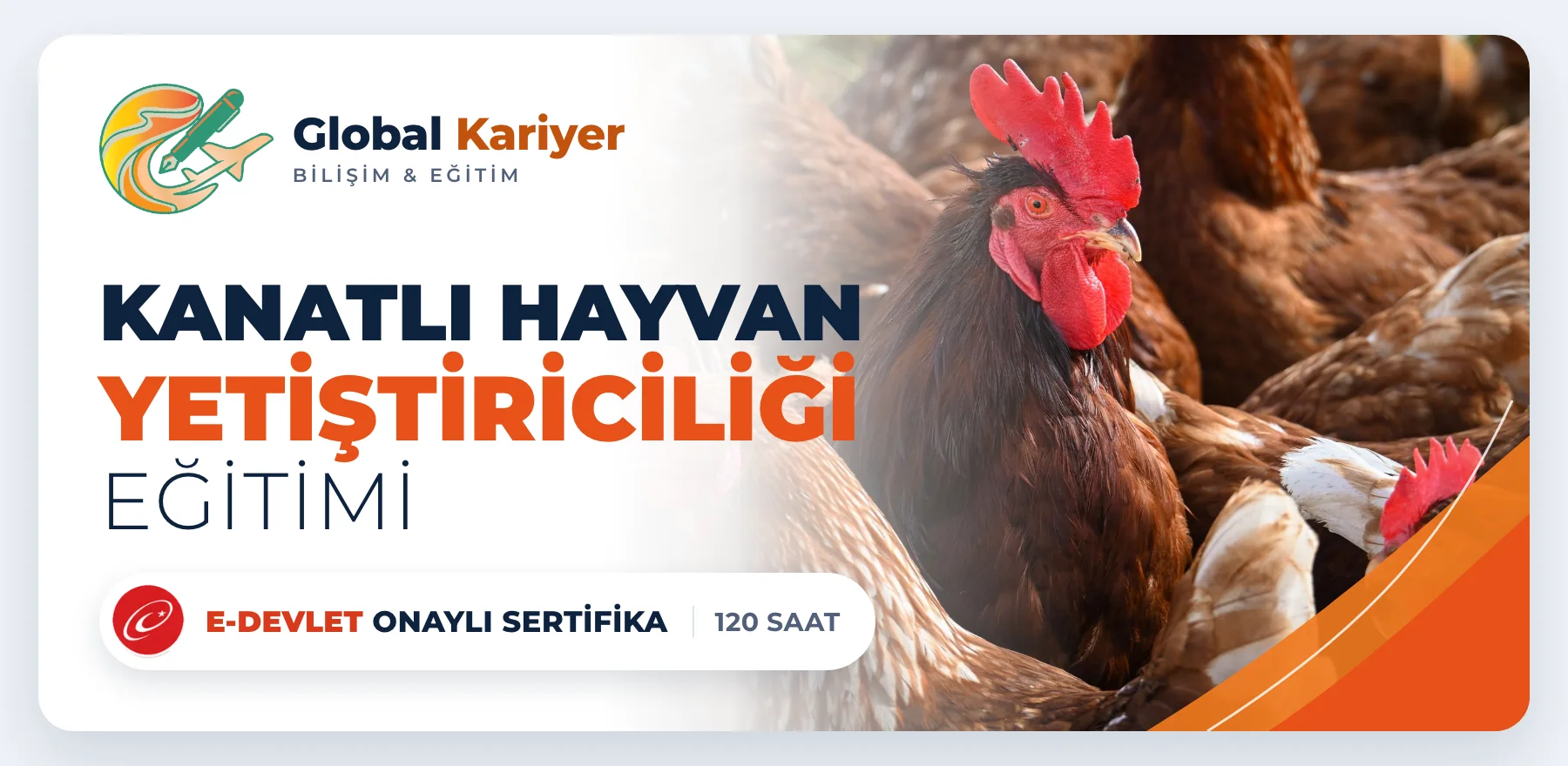 Kanatlı Hayvan Yetiştiriciliği Eğitimi — e-Devlet onaylı sertifika programı