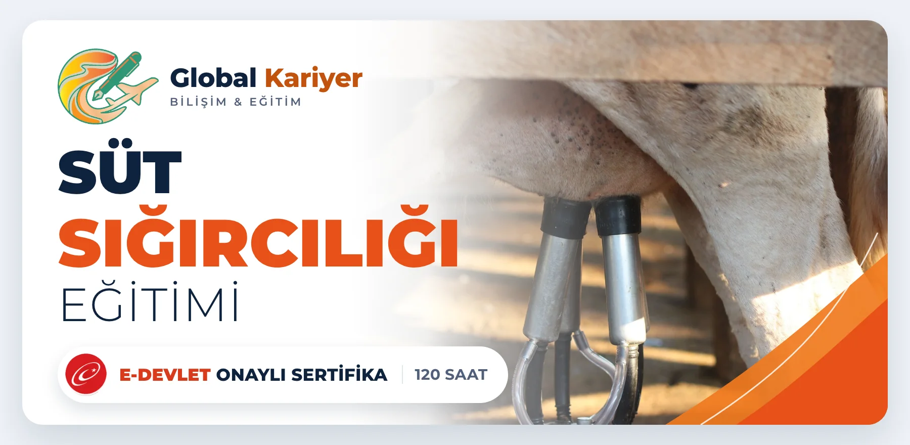 Süt Sığırcılığı Eğitimi — e-Devlet onaylı sertifika programı
